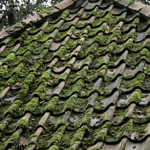 Démoussage de toiture